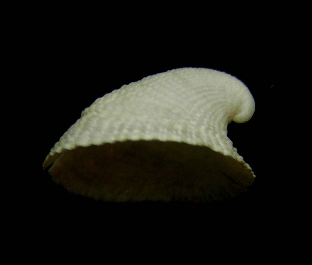emarginula???????